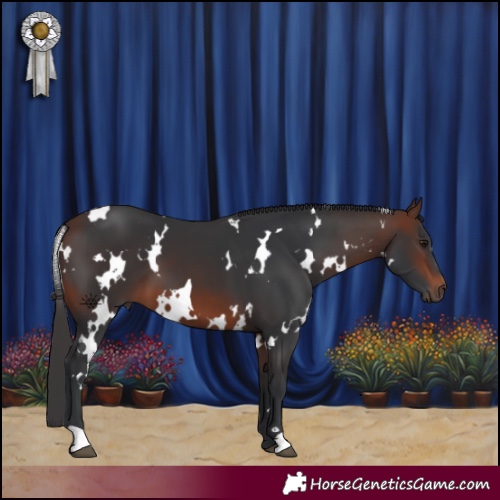 Horse Color:White Spotted Brown 