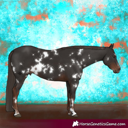 Horse Color:White Spotted Liver Chestnut Sabino 