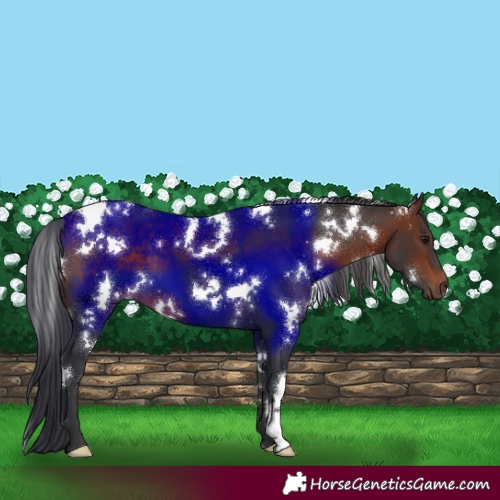 Horse Color:White Spotted Brown 