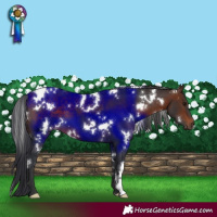 Horse Color:White Spotted Brown 