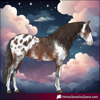 Horse Color:Brown Sabino Blanket Rabicano 
