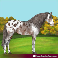 Horse Color:Brown Sabino Blanket Rabicano 