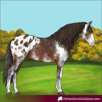 Horse Color:Brown Sabino Appaloosa Rabicano 