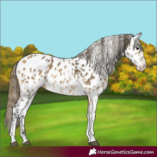 Horse Color:Buckskin Sabino Near Leopard Rabicano