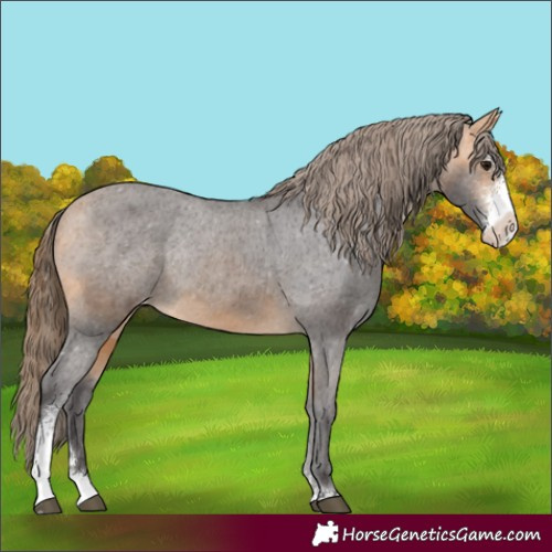 Horse Color:Buckskin Sabino Appaloosa Rabicano