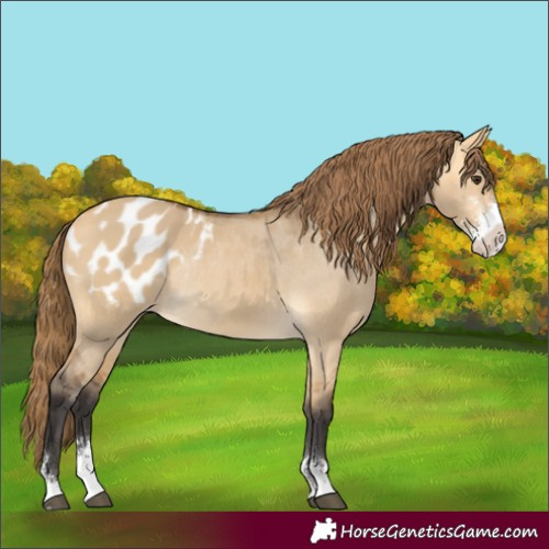 Horse Color:Buckskin Dun Sabino Appaloosa Rabicano