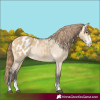 Horse Color:Buckskin Dun Sabino Blanket Rabicano