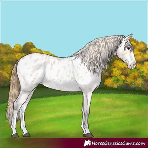 Horse Color:Buckskin Roan Dun Sabino Blanket Rabicano