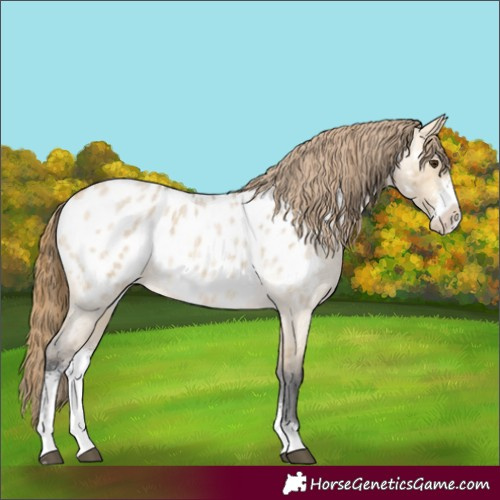 Horse Color:Buckskin Roan Dun Sabino Appaloosa Rabicano