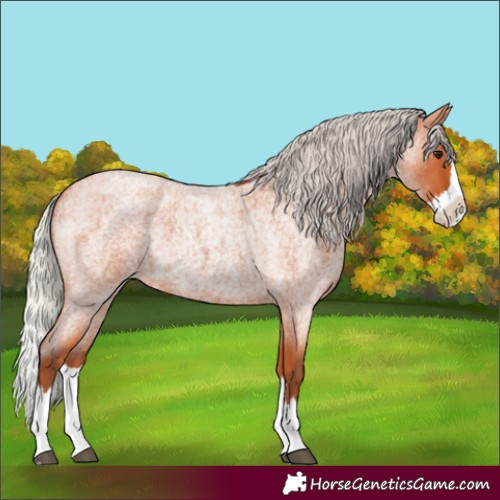 Horse Color:Silver Bay Roan Splash