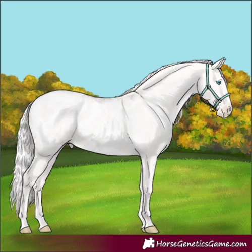 Horse Color:Cremello Dun Sabino Appaloosa Rabicano 