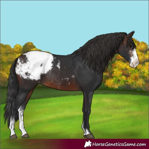 Horse Color:Unknown 
