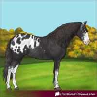 Horse Color:Smoky Black Sabino Appaloosa Rabicano 