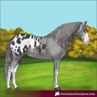 Horse Color:Smoky Black Sabino Appaloosa Rabicano 