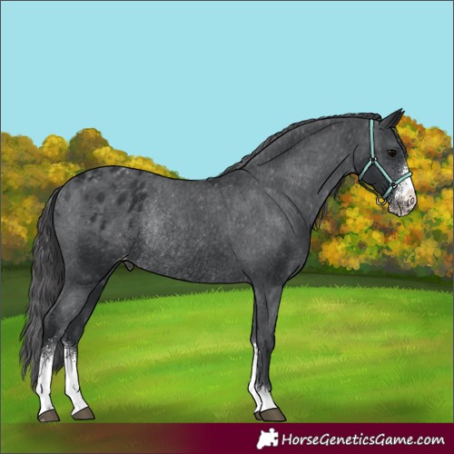 Horse Color:Black Sabino Appaloosa Rabicano 