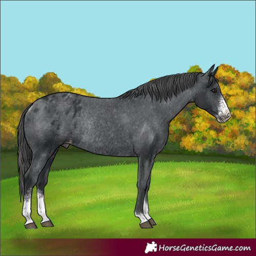 Horse Color:Unknown 
