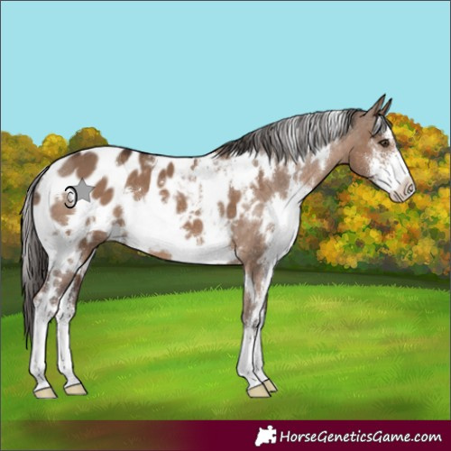 Horse Color:White Spotted Liver Red Dun Sabino Appaloosa 