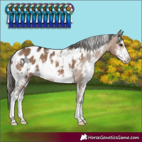 Horse Color:White Spotted Liver Red Dun Sabino Appaloosa