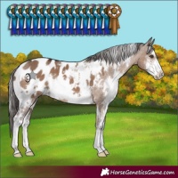 Horse Color:White Spotted Liver Red Dun Sabino Blanket 