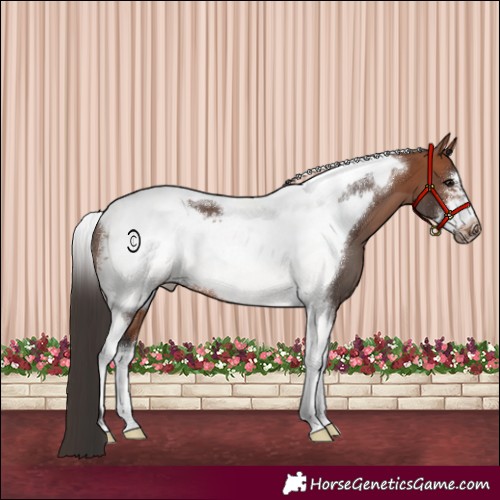 Horse Color:Bay Tobiano Frame 