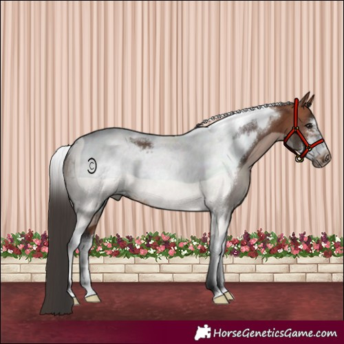 Horse Color:Bay Tobiano Frame