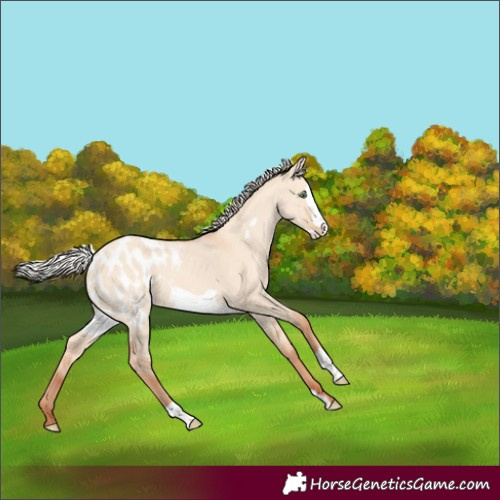 Horse Color:Silver Classic Champagne Dun Frame Appaloosa 