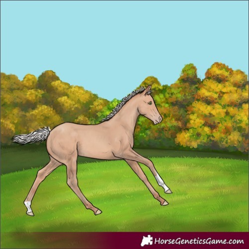Horse Color:Silver Amber Champagne 
