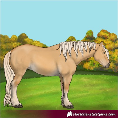Horse Color:Palomino Dun