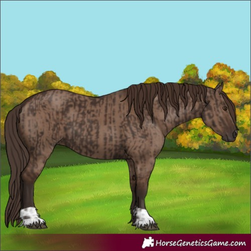 Horse Color:Liver Chestnut  and Liver Red Dun 