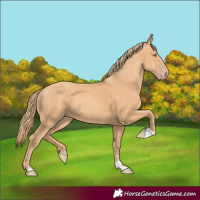 Horse Color:Gold Champagne 