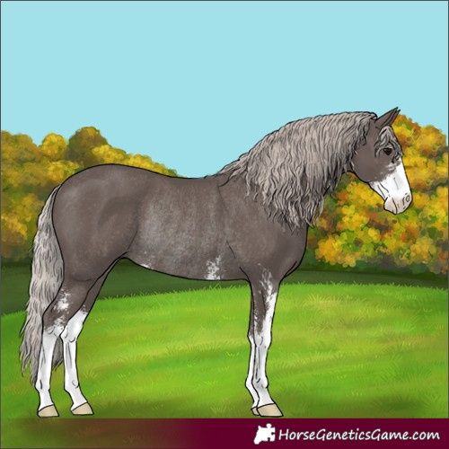 Horse Color:Silver Black Sabino Rabicano 