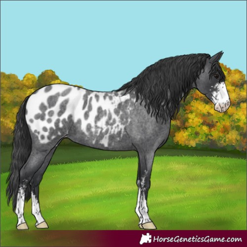Horse Color:Blue Roan Sabino Appaloosa