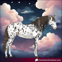 Horse Color:Buckskin Near Leopard 