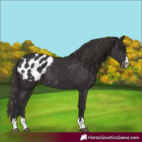 Horse Color:Smoky Black Blanket