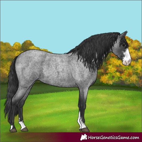 Horse Color:Blue Roan Sabino Rabicano