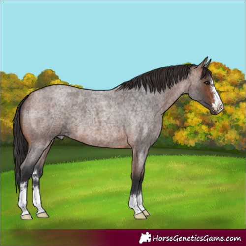 Horse Color:Unknown 