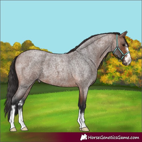 Horse Color:Brown Roan 