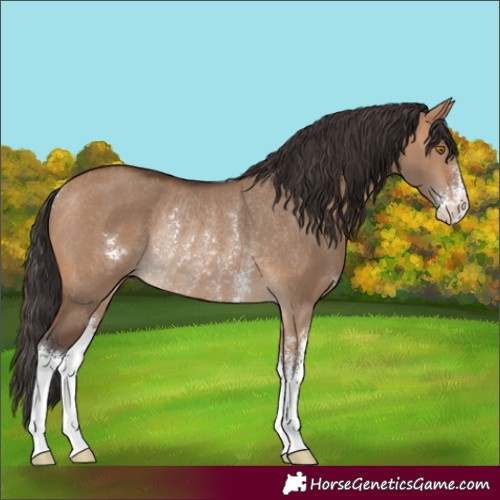 Horse Color:Bay Dun Sabino Rabicano