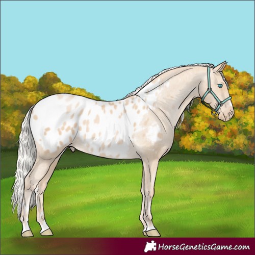 Horse Color:Silver Smoky Black Pearl Appaloosa 