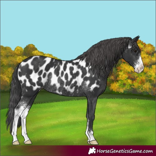 Horse Color:Black Sabino Appaloosa Rabicano 