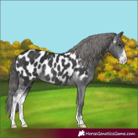 Horse Color:Black Sabino Blanket Rabicano