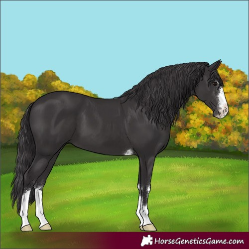 Horse Color:Smoky Black