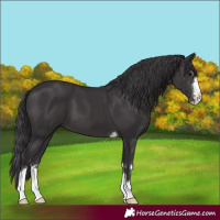 Horse Color:Smoky Black 