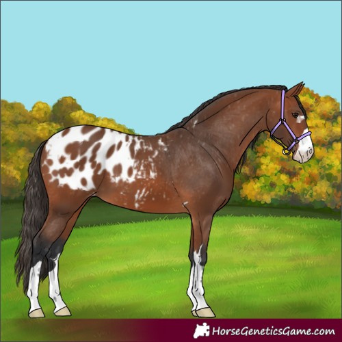 Horse Color:Bay Appaloosa 