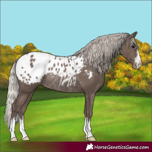Horse Color:Silver Black Appaloosa Rabicano