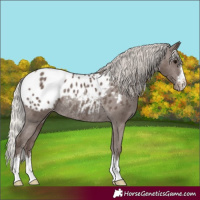 Horse Color:Silver Black Appaloosa Rabicano