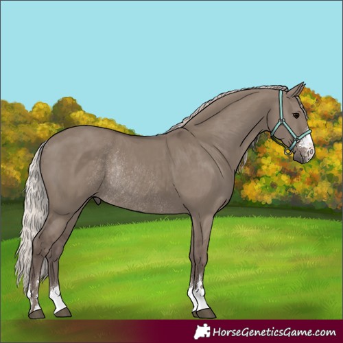 Horse Color:Silver Grullo Rabicano 