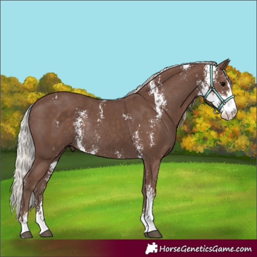 Horse Color:Silver Black Sabino Rabicano