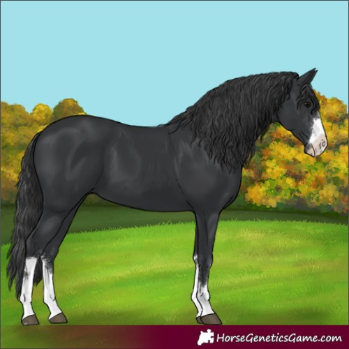 Horse Color:Black 