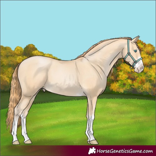 Horse Color:Buckskin Pearl 